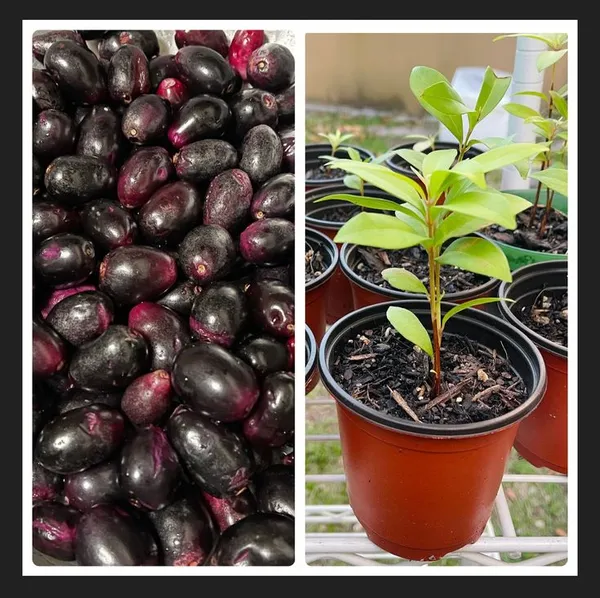 Hybrid_Jamun_Plant_|_For_Home_Garden
