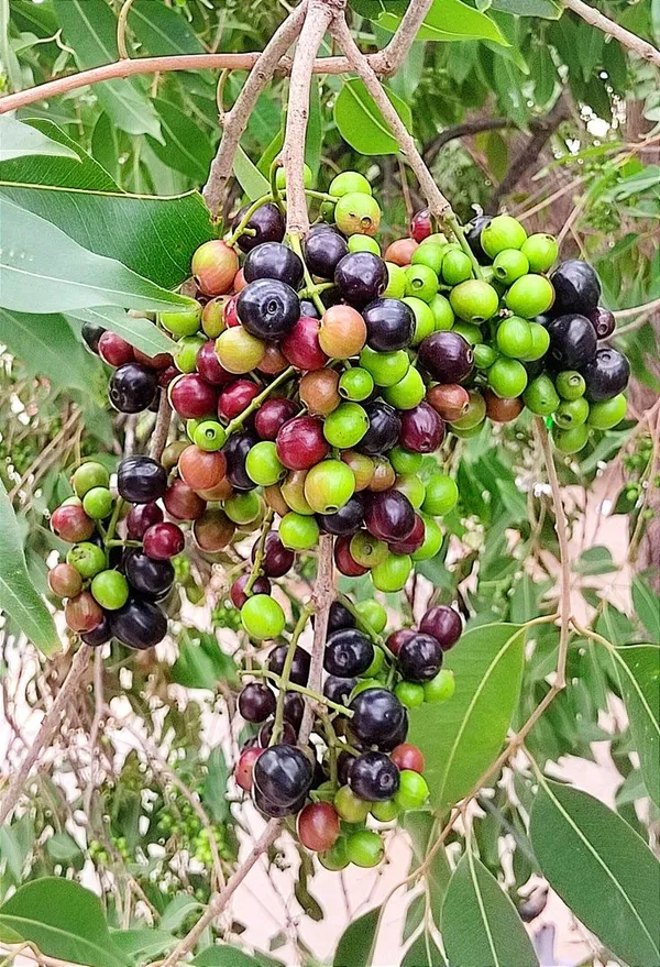 Hybrid_Jamun_Plant_|_For_Home_Garden