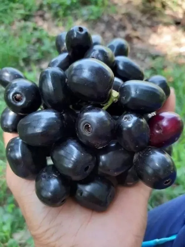 Hybrid_Jamun_Plant_|_For_Home_Garden