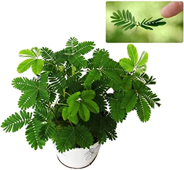 Mimosa_Pudica_Sensitive_Plant