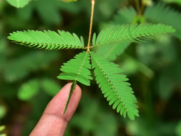 Mimosa_Pudica_Sensitive_Plant