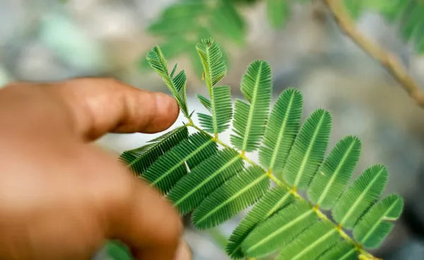 Mimosa_Pudica_Sensitive_Plant