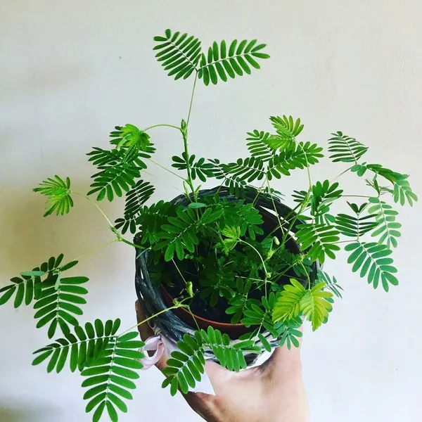 Mimosa_Pudica_Sensitive_Plant