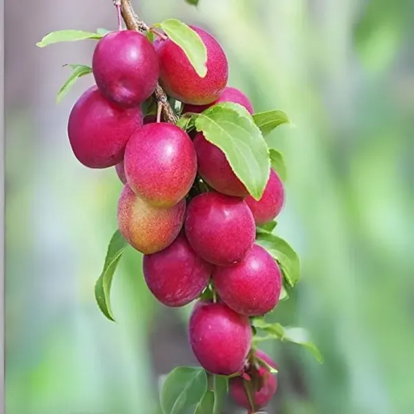 Miss_India_Apple_Ber_Plant_All_Time_Fruit_(Grafted)