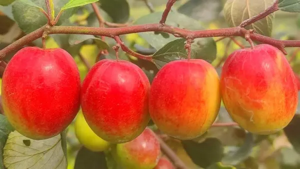 Miss_India_Apple_Ber_Plant_All_Time_Fruit_(Grafted)