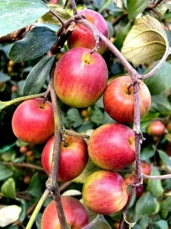 Miss_India_Apple_Ber_Plant_All_Time_Fruit_(Grafted)