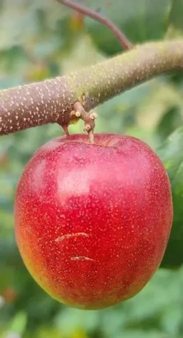 Miss_India_Apple_Ber_Plant_All_Time_Fruit_(Grafted)
