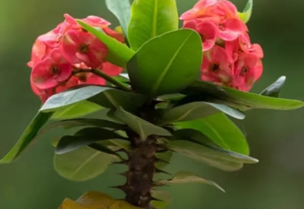Euphorbia_Plant_(Hybrid)