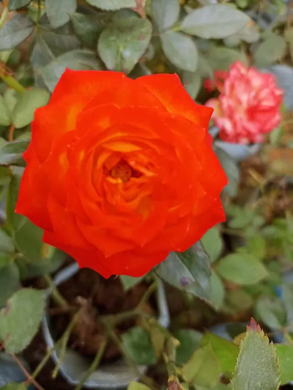 ORANGE_ROSE_PLANR_HYBRID