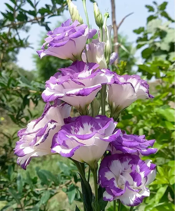 White_&_Purple_Lisianthus_Flower_Plant_|_For_Home_Garden