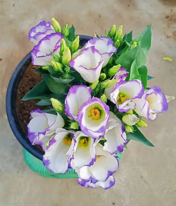 White_&_Purple_Lisianthus_Flower_Plant_|_For_Home_Garden