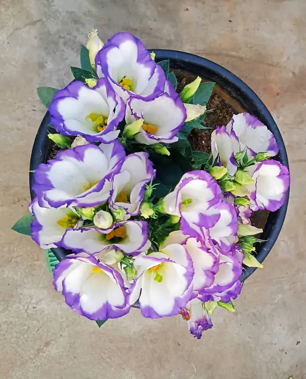 White_&_Purple_Lisianthus_Flower_Plant_|_For_Home_Garden