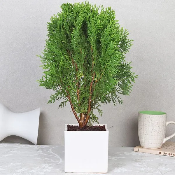 Oriental_Arborvitae_Plant_For_Your_Home_And_Garden_Area