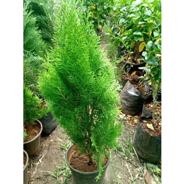 Oriental_Arborvitae_Plant_For_Your_Home_And_Garden_Area