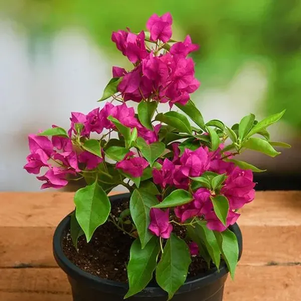Pink_Bougainvillea_Flowering_Plant_|_For_Home_Garden