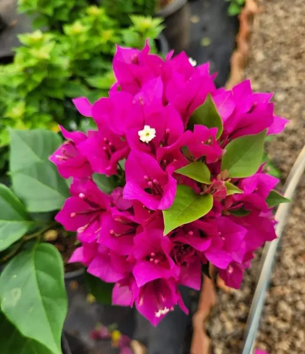 Pink_Bougainvillea_Flowering_Plant_|_For_Home_Garden
