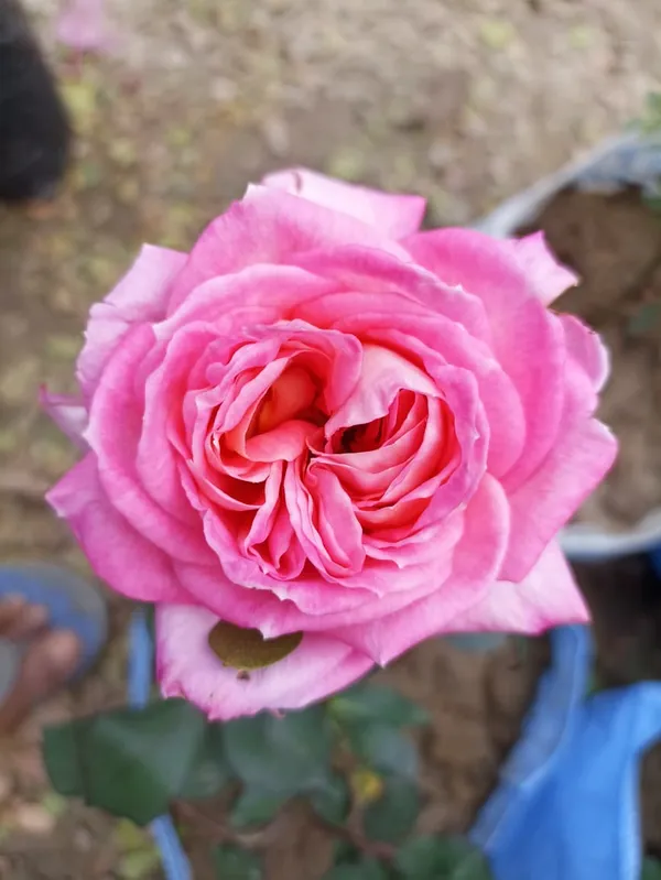 PINK_HYBRID_ROSE_PLANT