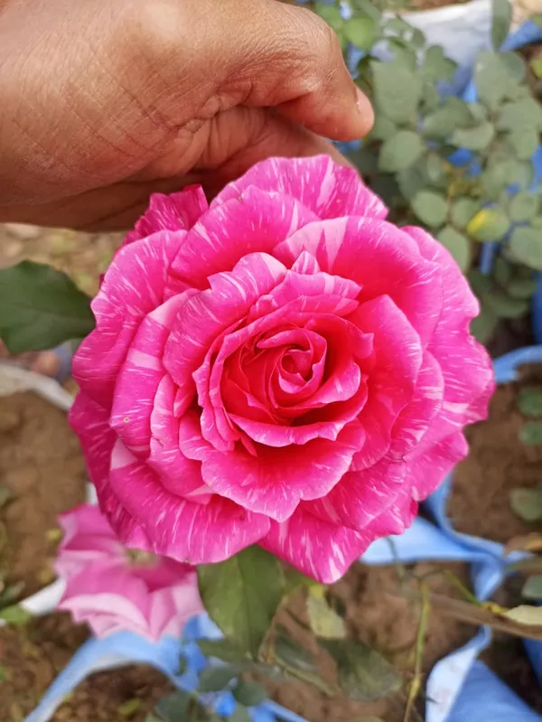 PINK__AND_WHITR_COLOUR_HYBRID_ROSE_PLANT