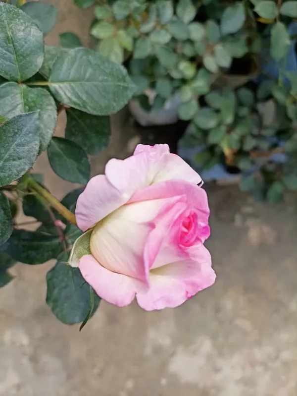 PINK__AND_WHITR_COLOUR_ROSE_PLANT