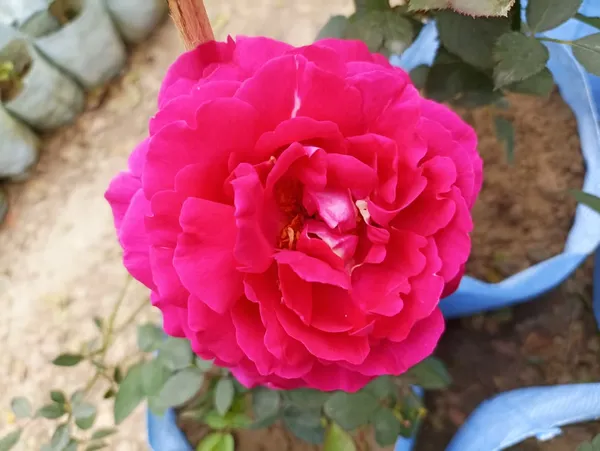 PINK__COLOUR_HYBRID_ROSE_PLANT