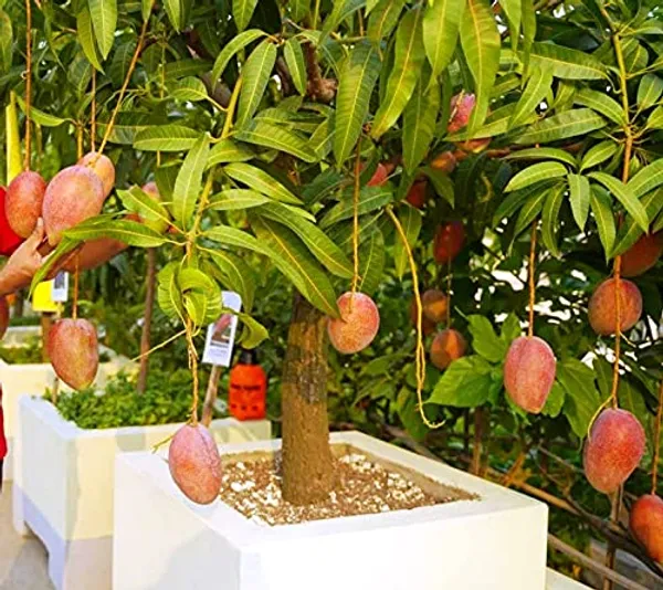 Grafted_Miyazaki_Mango_Plant_|_Dwarf_And_Hybrid