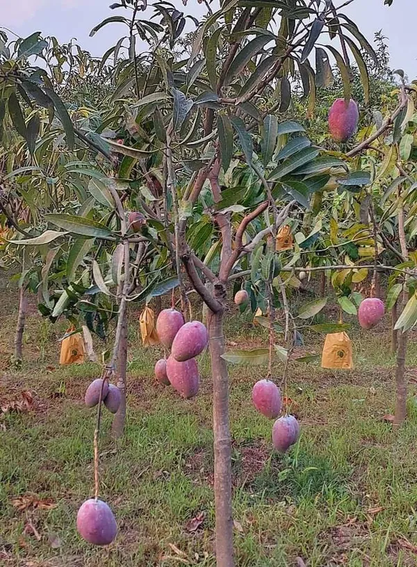 Grafted_Miyazaki_Mango_Plant_|_Dwarf_And_Hybrid