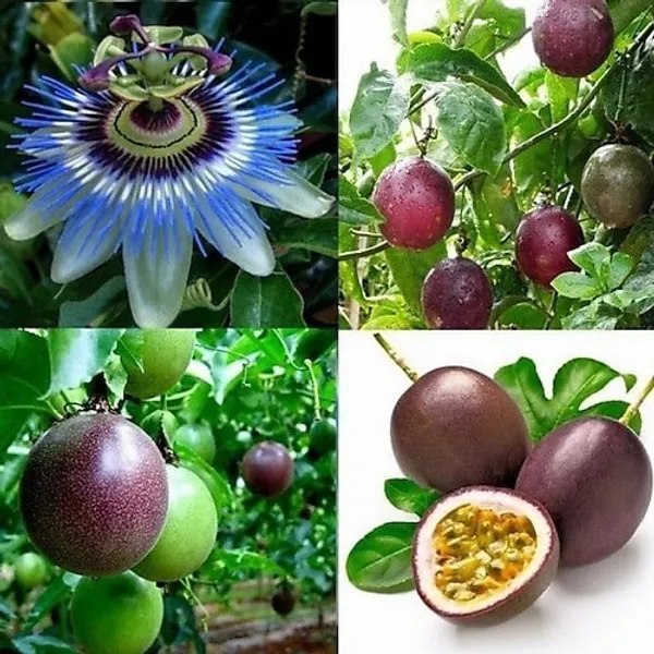 Passion_Plant_(Hybrid)