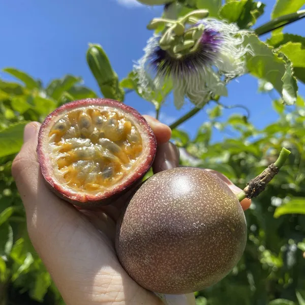 Passion_Fruit_Plant_(Hybrid)_Big_Size_Fruit
