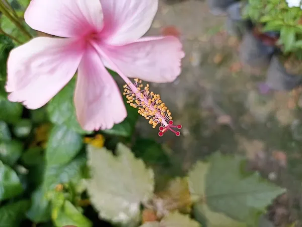 Hibiscus_Plant_(Hybrid)