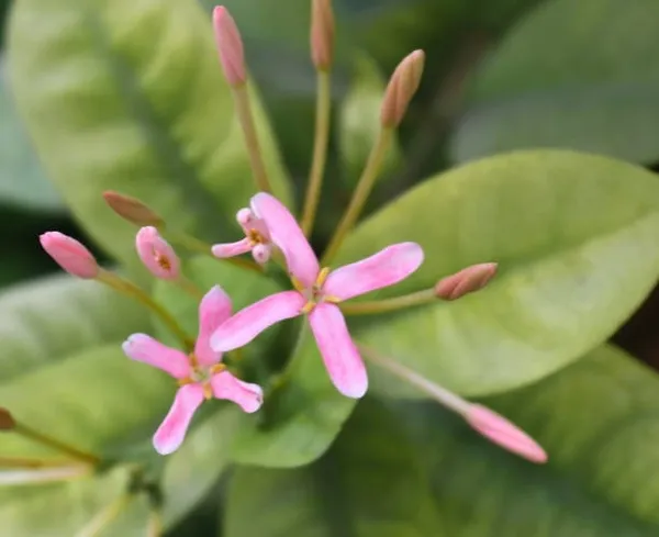 Ixora_Mini_Pink_Flowering_Plant_(Hybrid)