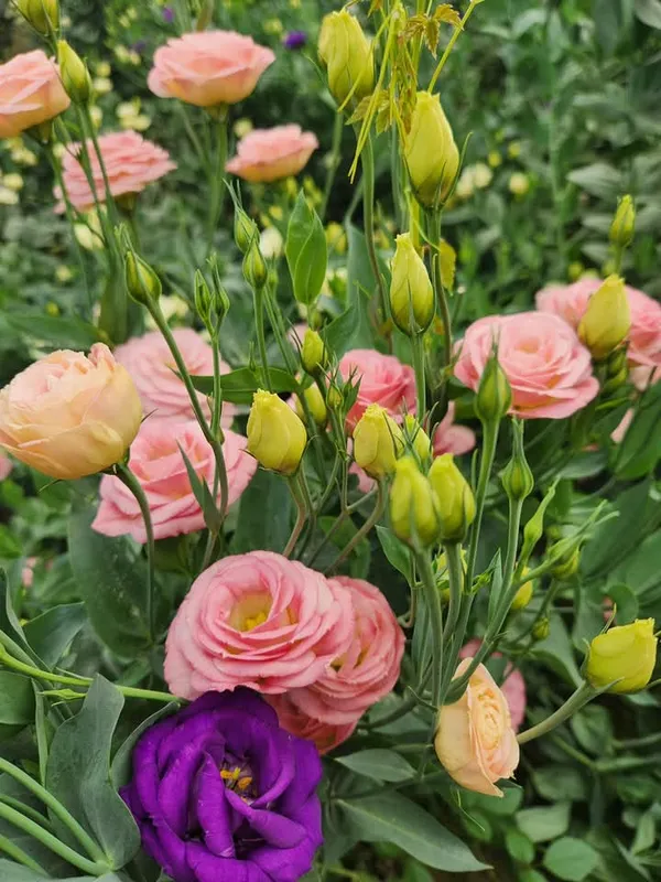 Pink_Lisianthus_Flower_Plant_|_For_Home_Garden