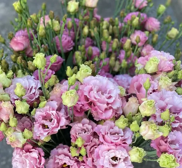 Pink_Lisianthus_Flower_Plant_|_For_Home_Garden