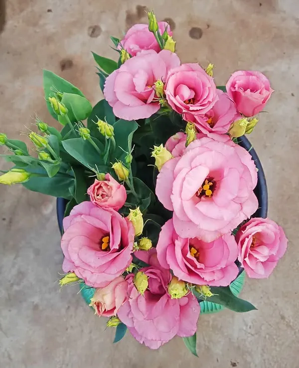 Pink_Lisianthus_Flower_Plant_|_For_Home_Garden