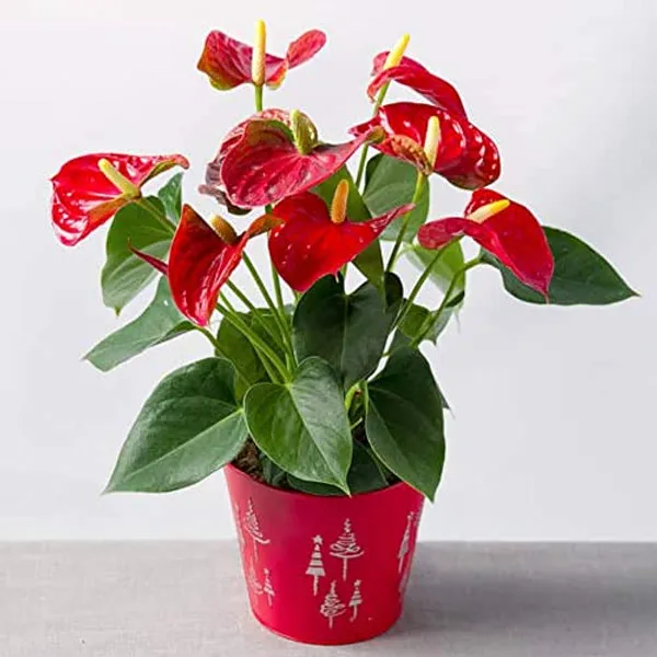 Red_Anthurium_Plant_For_Your_Home_And_Garden_Area