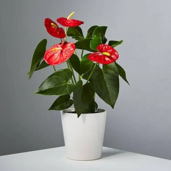 Red_Anthurium_Plant_For_Your_Home_And_Garden_Area