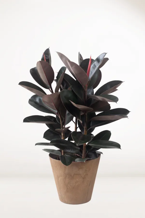 Red_Banyan_(Rubber)_Live_Plant