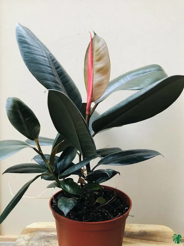 Red_Banyan_(Rubber)_Live_Plant