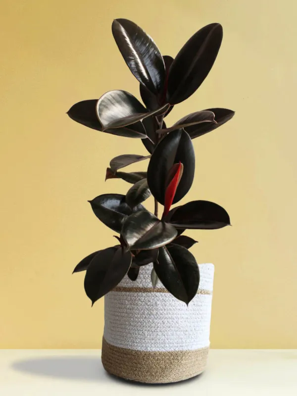 Red_Banyan_(Rubber)_Live_Plant