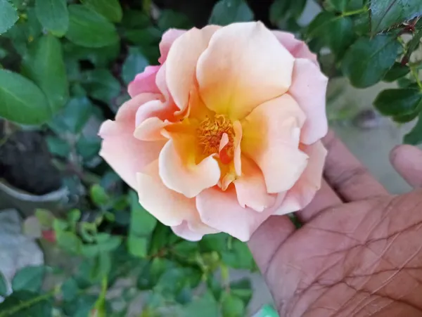 ROSE_PLANT_HYBRID_VERITY