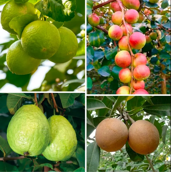 Combo_Pack_of_4_Plant_chiku,guava,_ber__apple,_malta