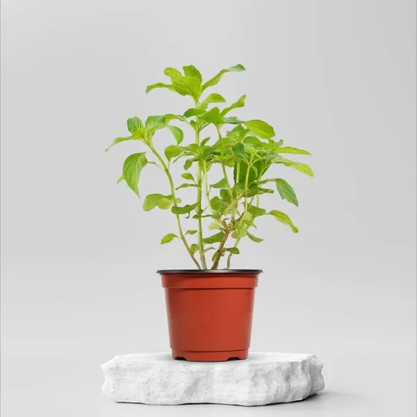 Ram_Basil/_Tulsi_Plant