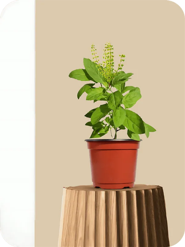 Ram_Basil/_Tulsi_Plant
