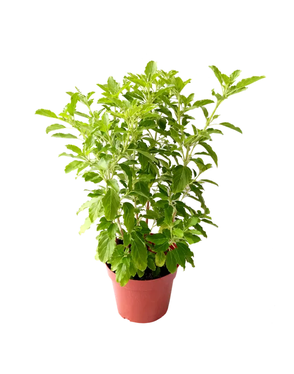 Ram_Basil/_Tulsi_Plant