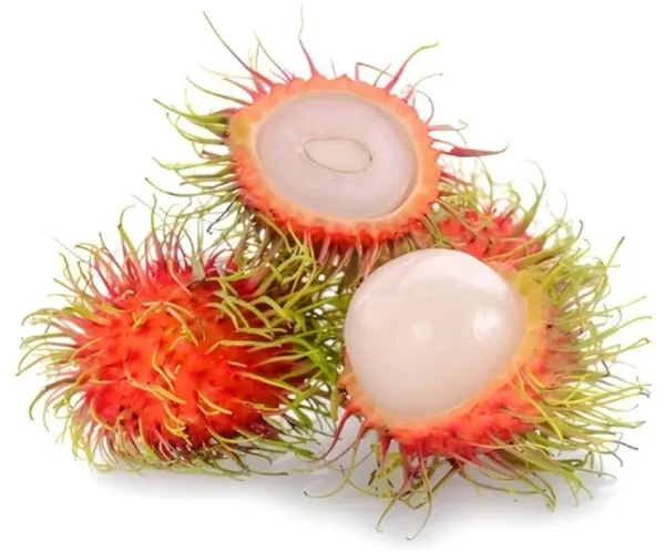 Ram_Bhutan_Fruit_Plant