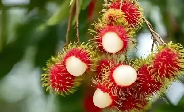 Ram_Bhutan_Fruit_Plant