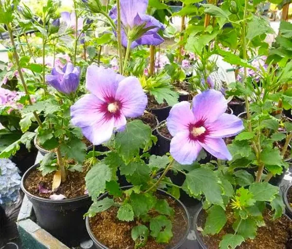 Rare_Blue_Hibiscus_Flower_Plant