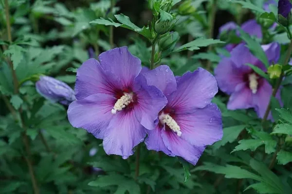 Rare_Blue_Hibiscus_Flower_Plant