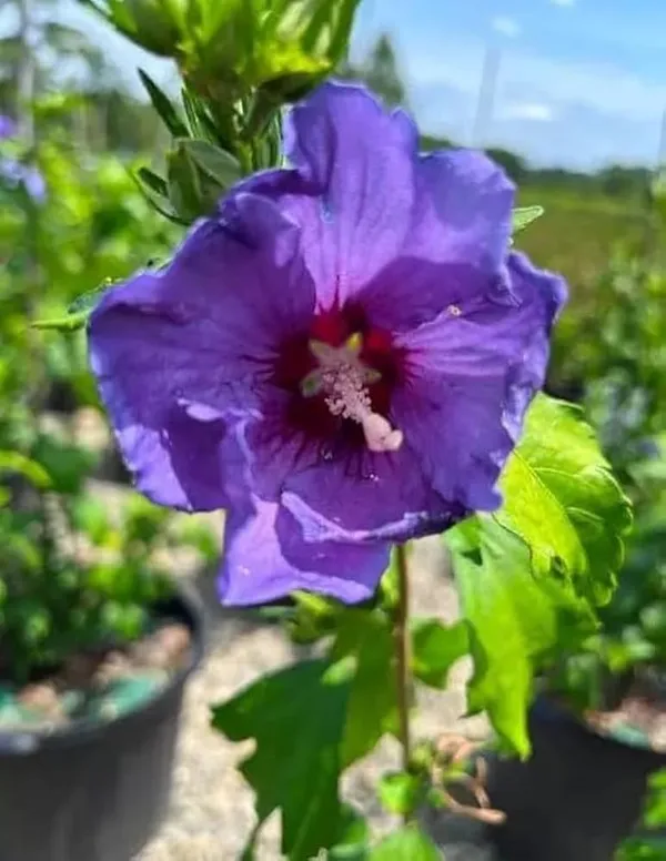 Rare_Blue_Hibiscus_Flower_Plant