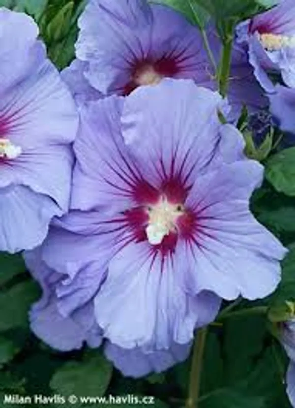 Rare_Blue_Hibiscus_Flower_Plant