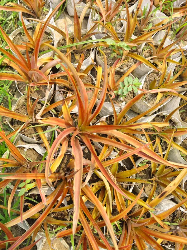 Rare_Red_Pineapple_Fruit_Plant_Hybrid_Verity